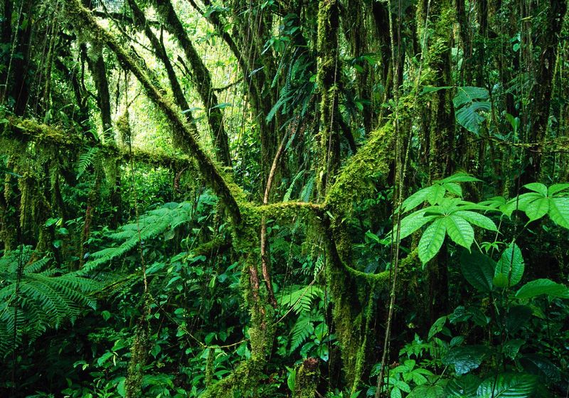 costa rica pazifiktour monteverde highlights 4