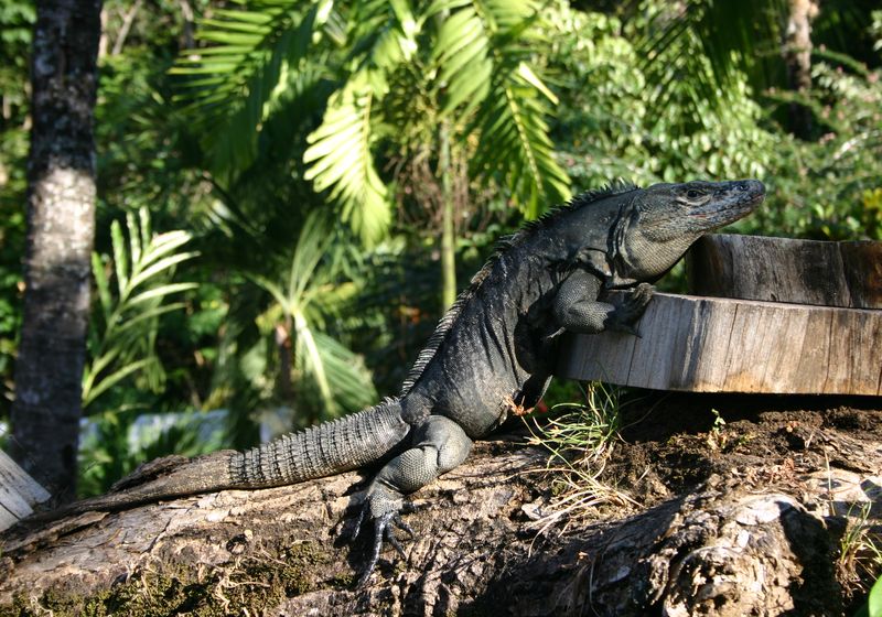 zentralpazifik highlights iguana hd