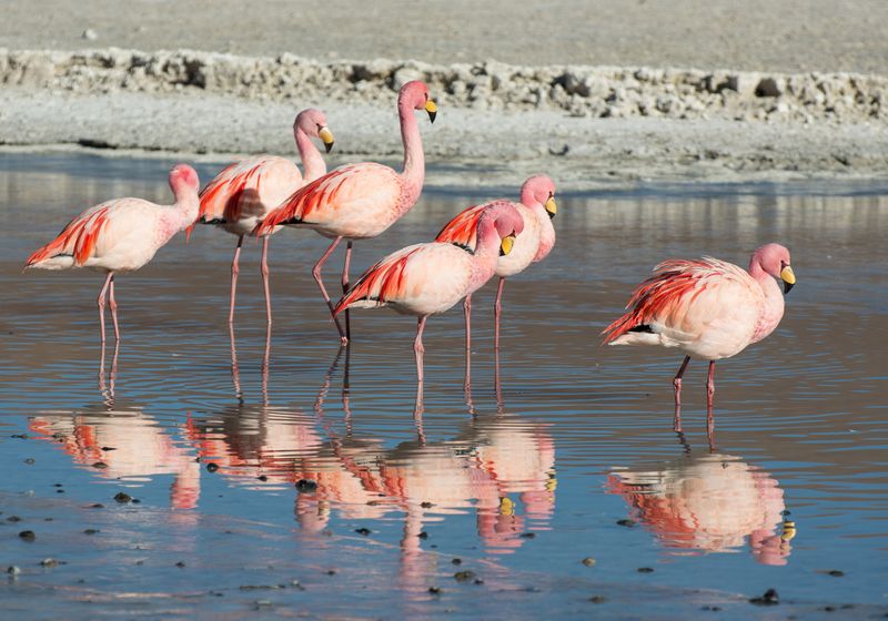 Flaminngos während der Tour durch die Salar de Uyuni
