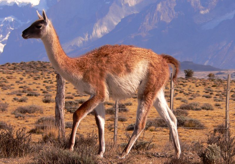 chile torres del paine guanaco
