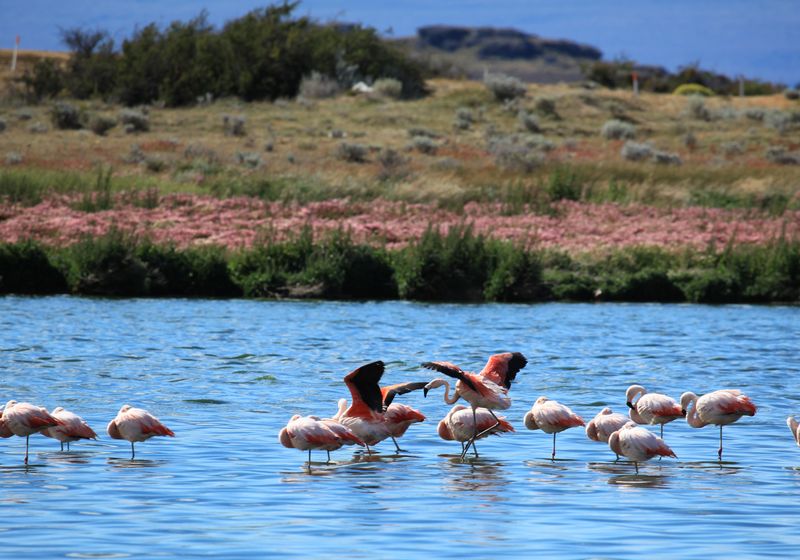 argentinien el calafate laguna nimez flamingos