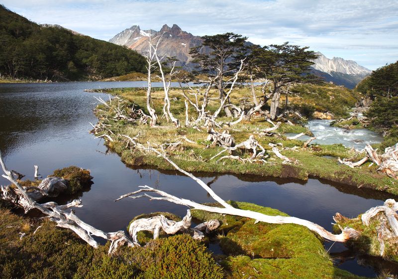 argentinien ushuaia feuerland nationalpark landschaft wald