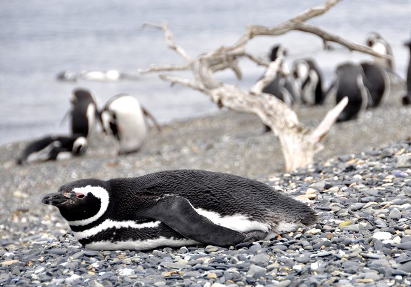 argentinien punta tombo pinguin