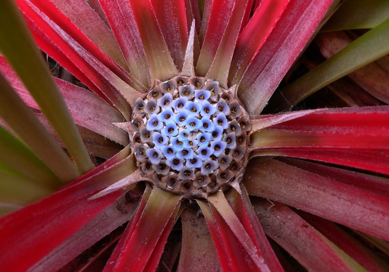 Chile Seengebiet Blume