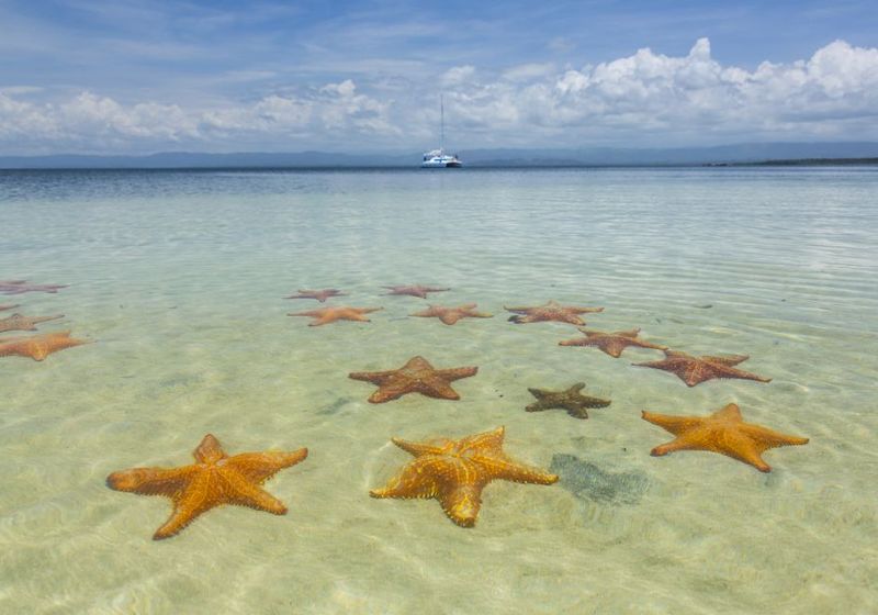 Panama-Bocas-del-toro-Seesterne
