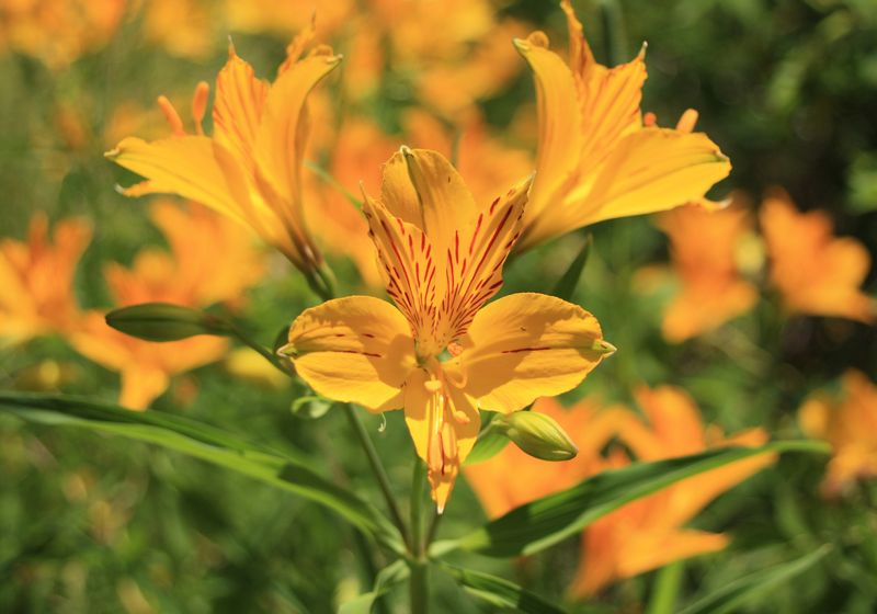 argentinien los alerces nationalpark blume