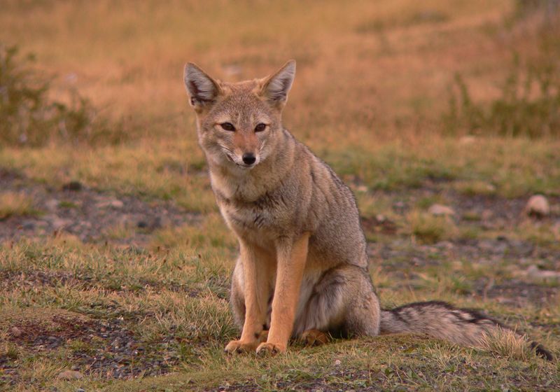 chile torres del paine fuchs