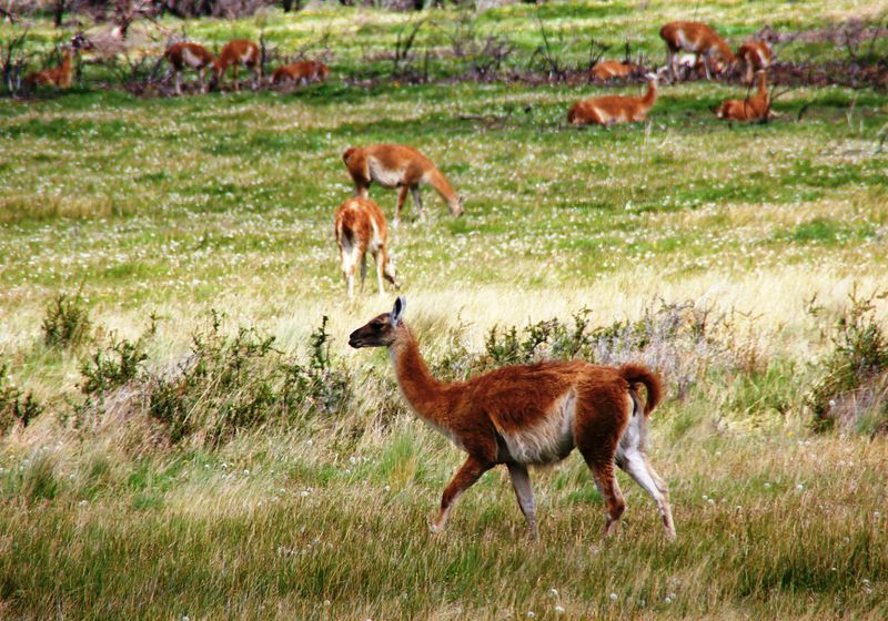 Parque Nacional Patagonia (7)