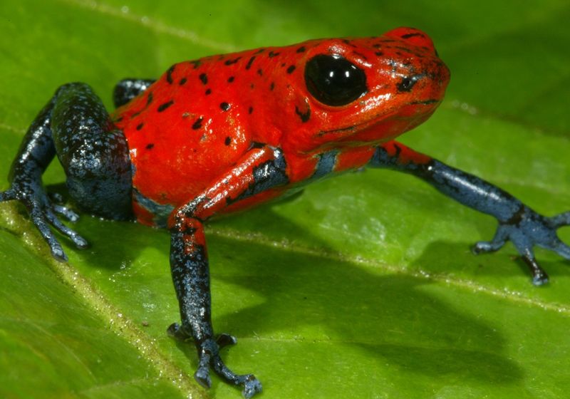 CostaRica Allgemeines Tiere Roter Frosch