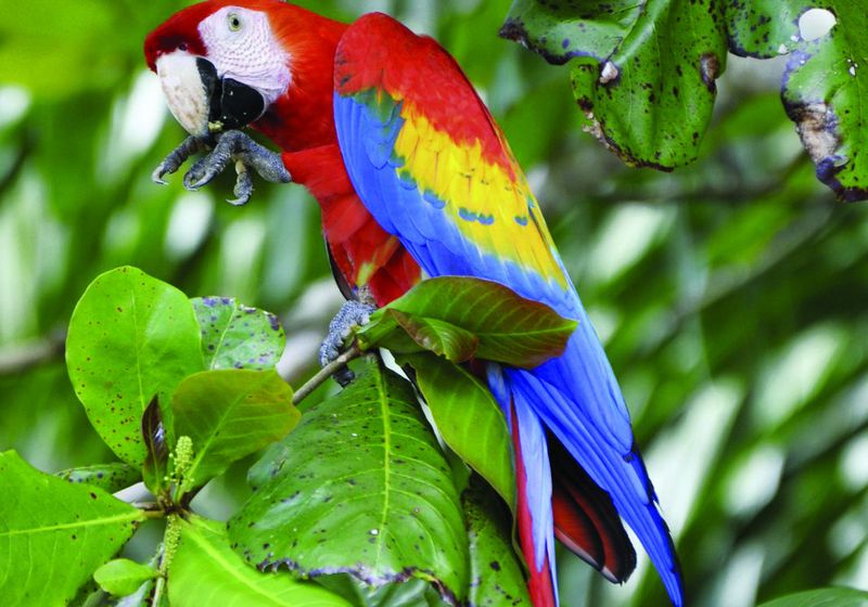 Costa Rica Ara Hellroter Ara