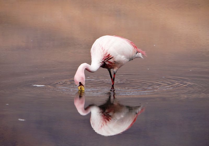 Chile Lauca Nationalpark Flamingo