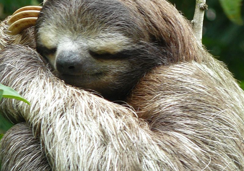 CostaRica Faultier HD