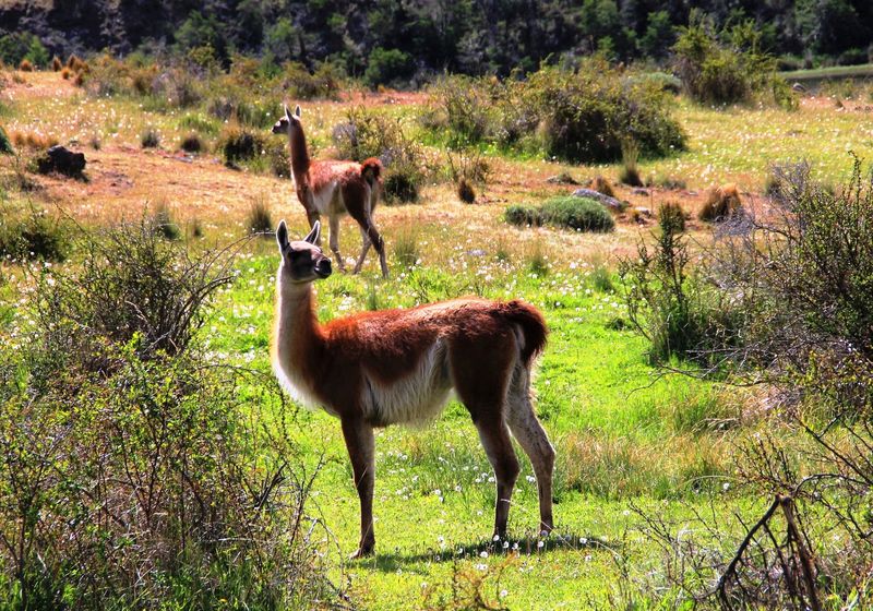 Chile Parque Nacional Patagonia Alpaka