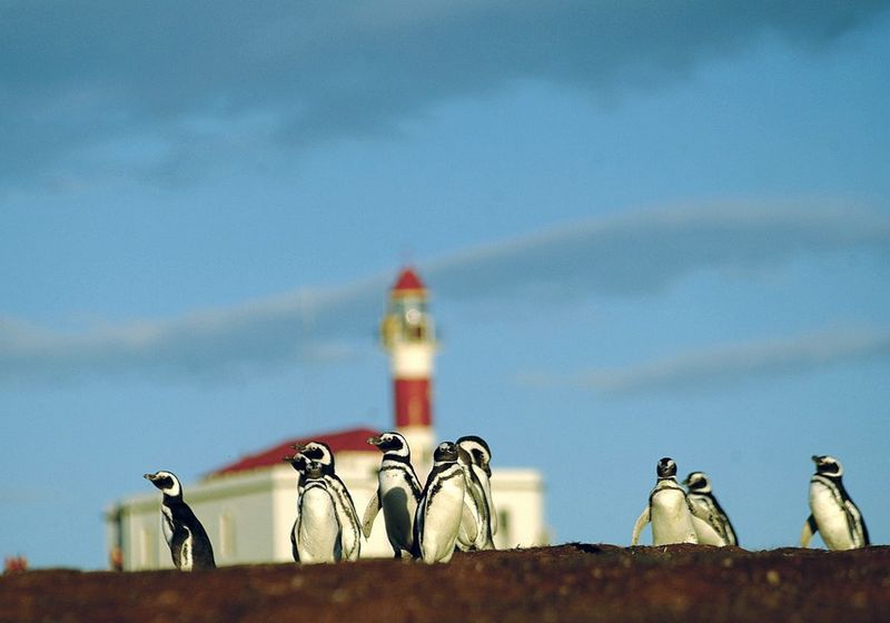 Chile Isla Magdalena Pinguine