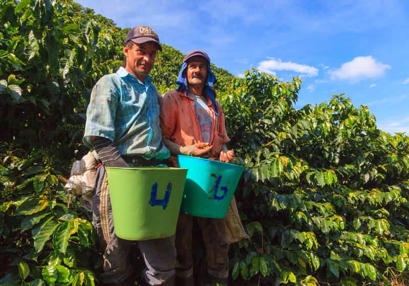 Kolumbien Kaffeezone Männer bei der Ernte 