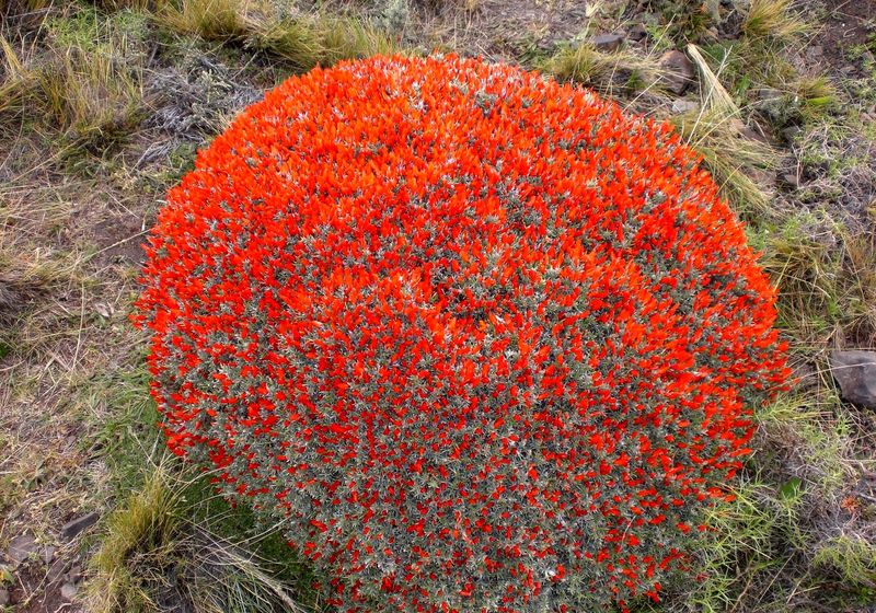 Chile Nationalpark Torres del Paine Flora