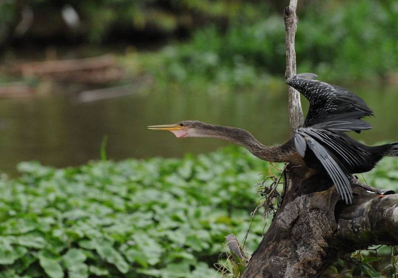 Costa Rica Tortuguereo Vogel