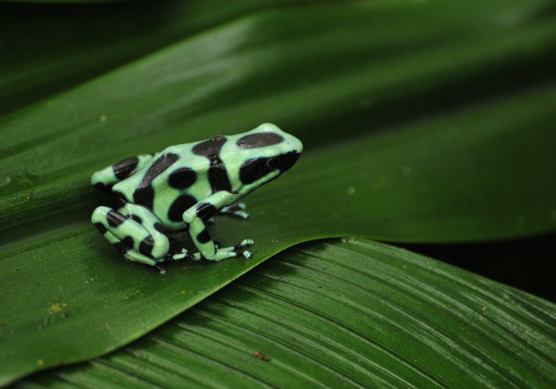Costa Rica Tortuguero Frosch
