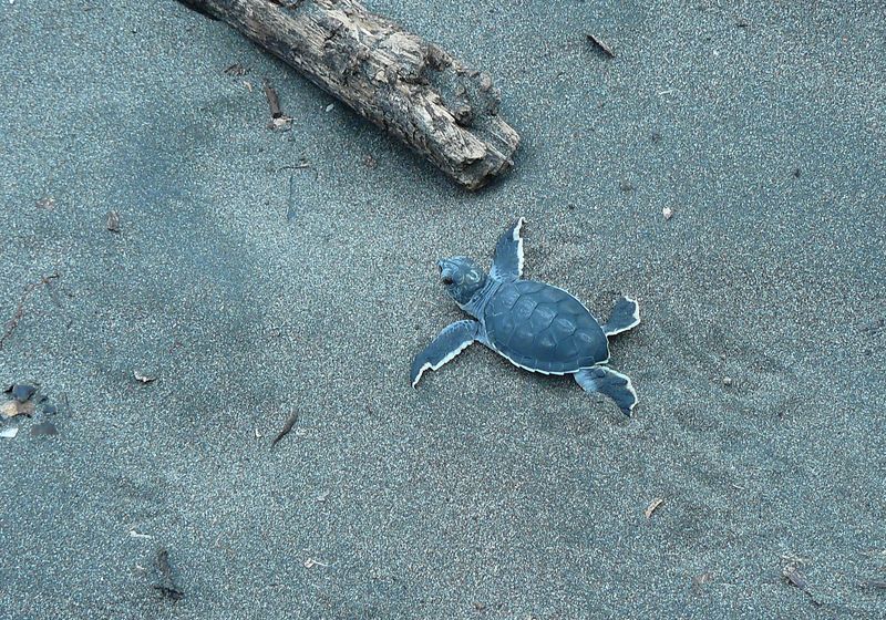 Costa Rica Tortuguero Schildkröte