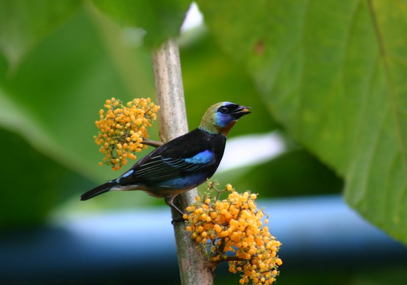 Costa Rica einzigartige Vogelwelt