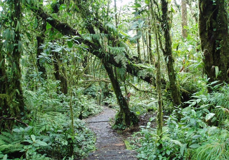 Monteverde Nebelwald