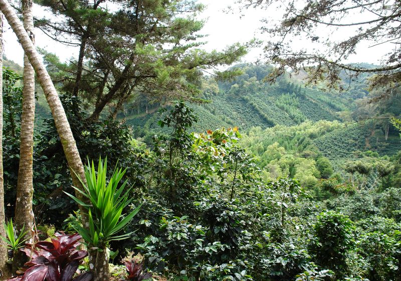 Nicaragua Matagalpa gruene Landschaft
