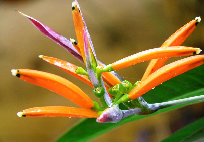 Brasilien Amazonas Blume
