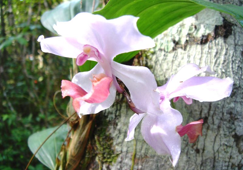 Brasilien Amazonas Blumen