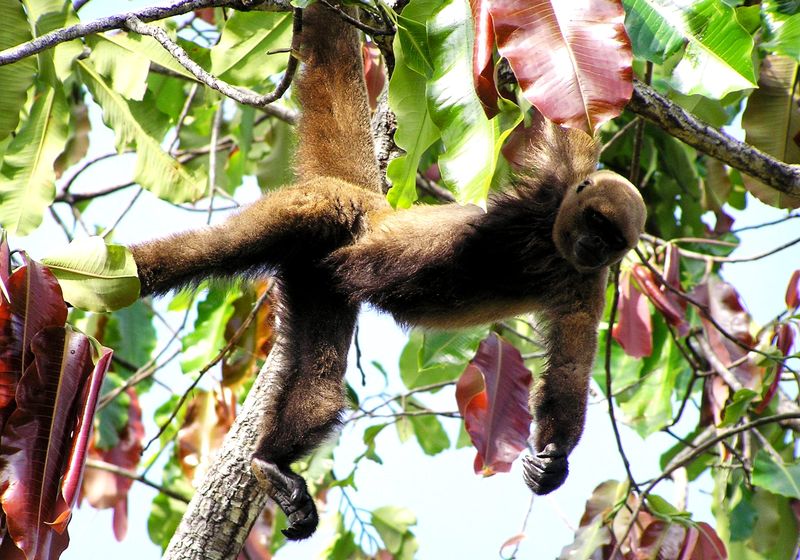 Brasilien Amazonas Affe