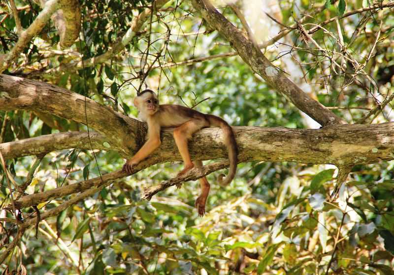 Brasilien Amazonas Affe