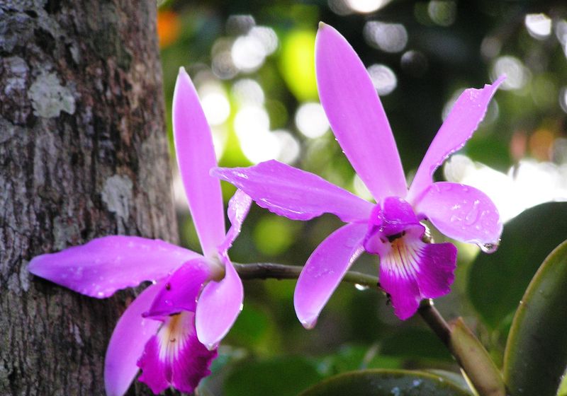 Brasilien Amazonas Blumen