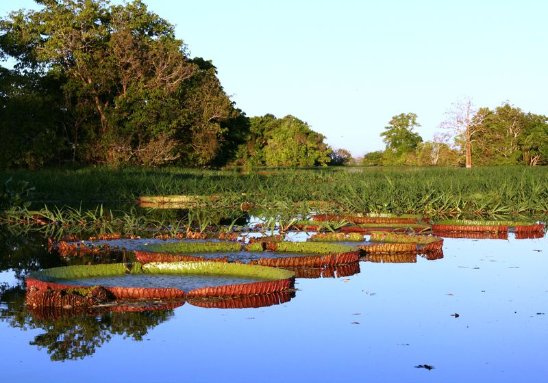 Brasilien Amazonas Fluss