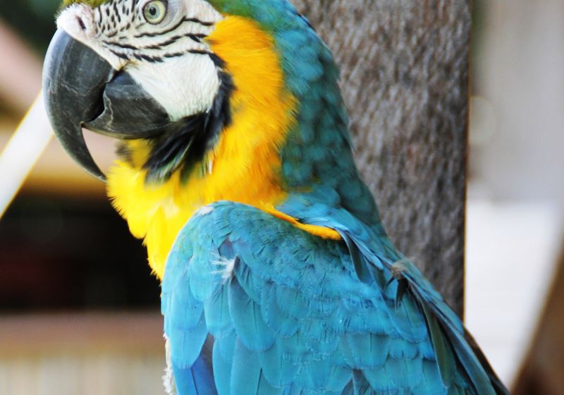Brasilien Amazonas Papagei