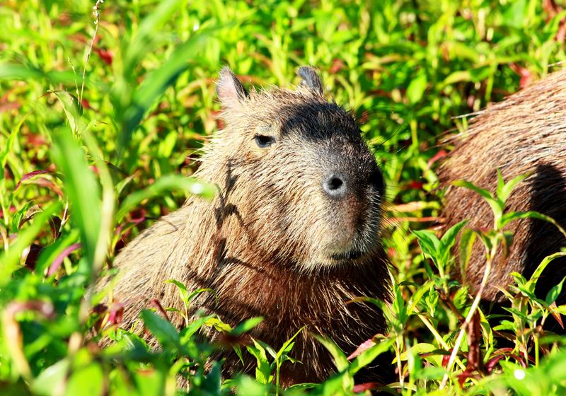 Brasilien Pantanal Capybara
