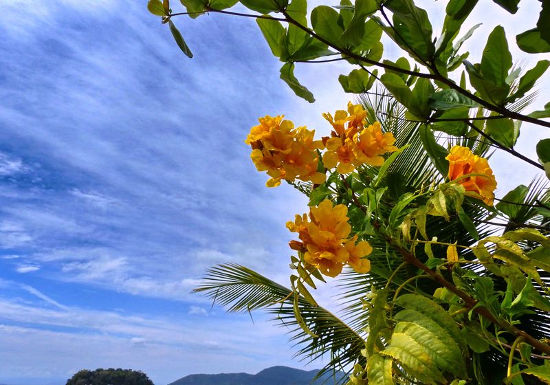 Brasilien Paraty Blumen