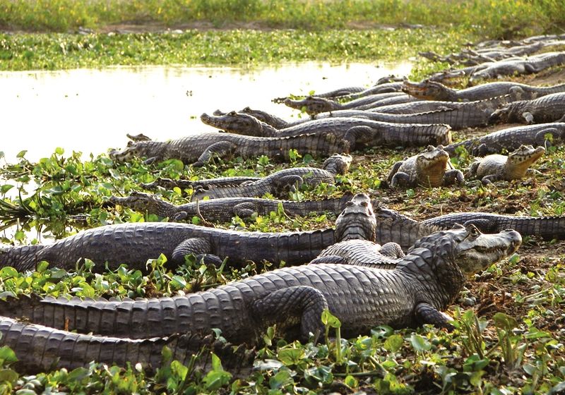 Brasilien Süd Pantanal Alligators