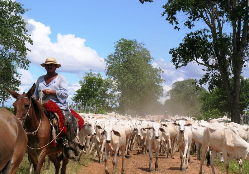Brasilien Süd Pantanal Kuhherde