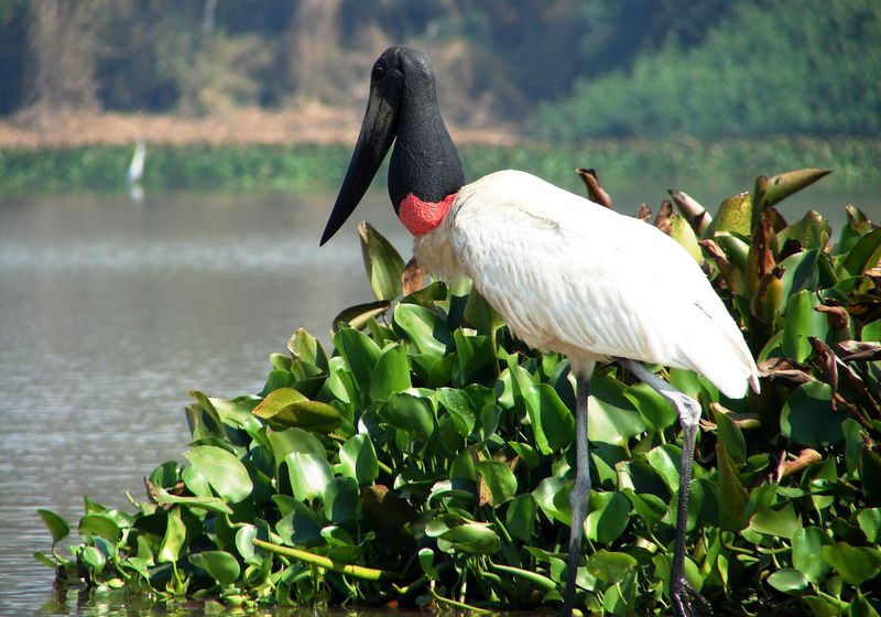 Brasilien Süd Pantanal Wildnis