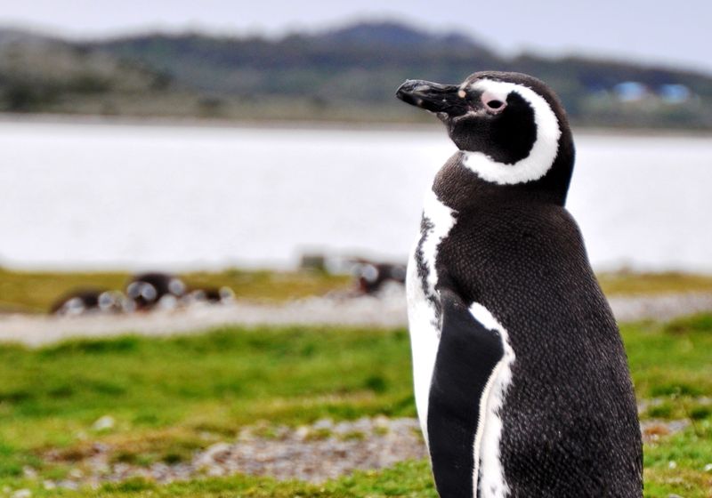 Argentinien Ushuaia Feuerland Nationalpark Pinguin 5