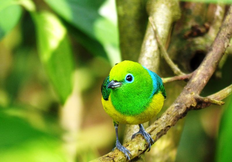 Brasilien Foz do Iguazu Vogel Julia