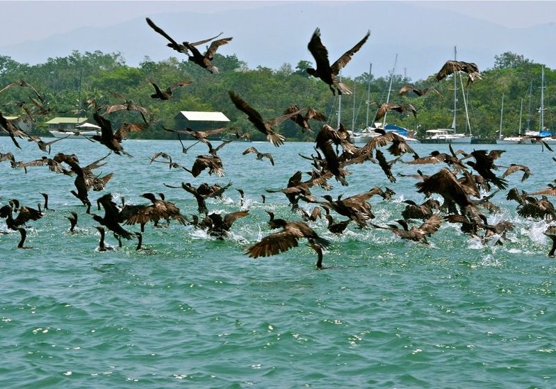Guatemala-Rio-Dulce-Wasservoegel