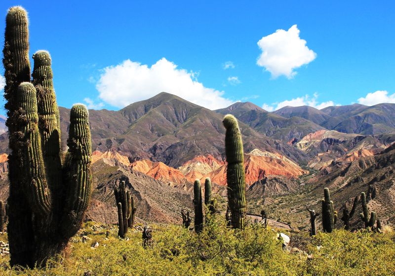 Salta Tilcara Kakteen