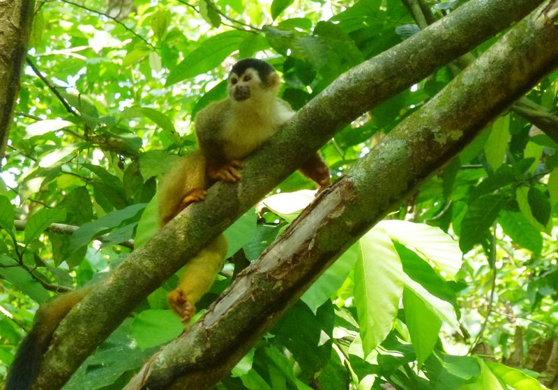 CorcovadoSquirrelMonkey