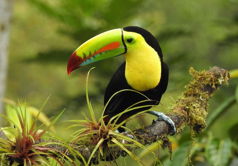 Costa Rica Naturjuwel uebersicht