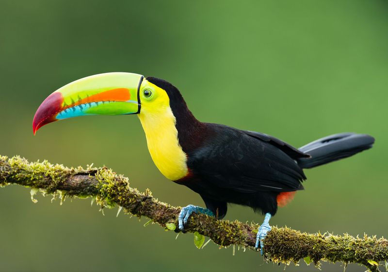 Costa Rica Naturjuwel