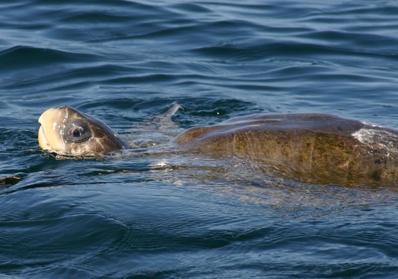 Mexiko Puerto Escondido Schildkröte1