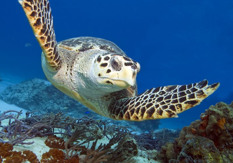 Mexiko Tulúm Schildkröte