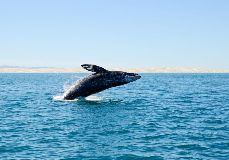 Mexiko Baja California Wal iStock 96781668