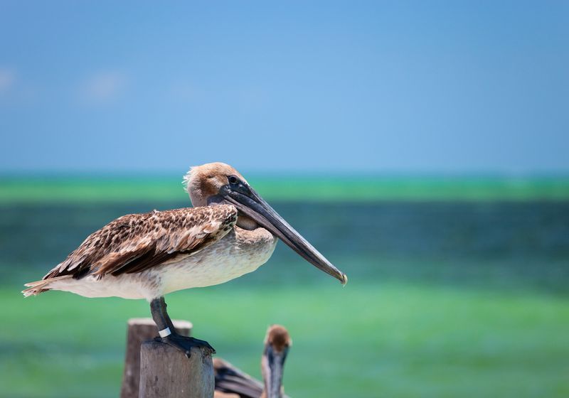 Mexiko Isla Holbox Tierbeobachtungen iStock 121255307