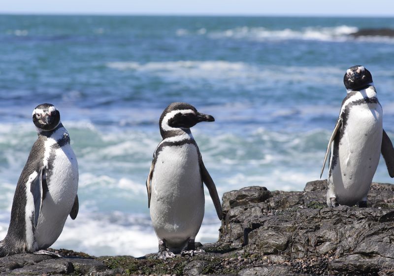 Argentinien Puerto Madryn Pinguine iStock 644145496